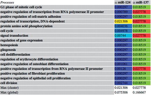 An example of an miRNA subset containing two miRNAs (miR-124 and miR-137) both involved in 17 processes. The entries contain the miRNA–process specificity scores. The entries are colored based on their value: the red entries indicate the maximum value of the subset, while the blue ones indicate the minimum values. In this case, the most relevant associations in the subset are between miR-137 and the four processes corresponding to the red entries. This may suggest a specific role of miR-137 in such processes and is due to the number of targets of the miRNA involved in such processes and to their specificity to the processes.