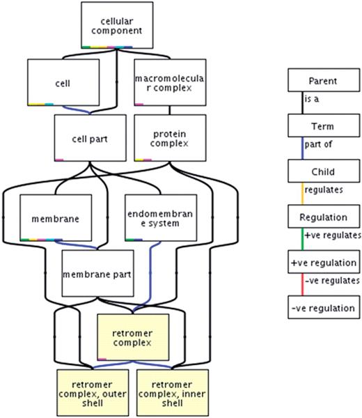 A section of the Cellular Component part of the Gene Ontology showing the term ‘retromer complex’. The term has three parent terms; ‘membrane part’, ‘endomembrane system’ and ‘protein complex’ and two child terms; ‘retromer complex, outer shell’ and ‘retromer complex, inner shell’. Relationships between the terms are indicated by coloured lines (edges) joining the terms, the different relationships are displayed in the key in the right panel.