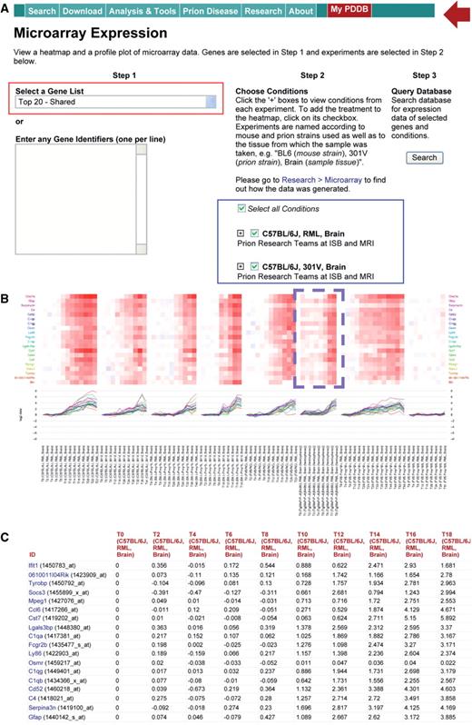 Exploration of temporal gene expression profiles. (A) Gene expression search comprising (i) selection of a predefined set of genes (top 20 shared DEGs) or entering of a set of the genes to be explored and (ii) selection of a set of mouse–prion strain combinations to be searched. (B) Heatmaps and profile plots showing temporal gene expression patterns of the top 20 shared DEGs in all mouse–prion strain combinations. (C) Log2 fold changes of the top 20 shared DEGs in the combinations (only the fold changes in BL6-RML are shown).