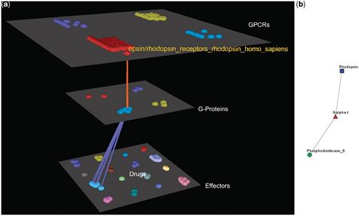 Visualization of human Rhodopsin receptors’ interactions. (a) Arena3D Visualization: Human Rhodopsin receptor targets three Gα G-Proteins that belong to the Gα-t subfamily. The three G-Proteins interact with five effectors belonging to the Rhodopsin-sensitive cGMP-specific PDEases subfamily and more specifically to Phosphodiesterase 6 type of effectors. (b) Medusa 2D Visualization: the Rhodopsin subfamily of the Opsin/Rhodopsin family of the Class A of the GPCRs interacts with the Gα-t subfamily of the G-Proteins which interact with the Rhodopsin-sensitive cGMP-specific PDEases effectors’ subfamily.