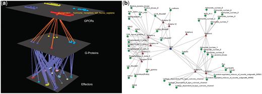Visualization of human Glucoprotein Hormone TSH receptors’ interactions. (a) Arena3D Visualization: Human Glucoprotein Hormone TSH receptor targets 13 G-Proteins of 10 different subfamilies, which belong to all four Gα families. These G-proteins target 16 different families of effectors. (b) Medusa 2D Visualization: Human Glucoprotein Hormone TSH receptor targets 13 Gα G-Proteins from all four Gα families. More accurately, these Gα G-Proteins belong to 10 respective Gα subfamilies and interact with 19 subfamilies of effectors.