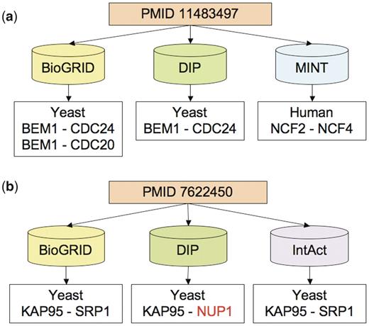 Examples of citation differences. Each of these examples can be viewed by querying the PubMed tab of the iRefWeb interface using the PubMed identifier (PMID). (a) Discrepancies in both organisms and the number of interactions recorded from PMID 11483497 (57): BioGRID and DIP recorded a different number of yeast interaction described in the publication, but are in partial agreement on the PPIs and proteins involved. In contrast, MINT recorded a human interaction citing the same publication and shows no overlap with the other two databases. The publication actually describes one yeast interaction between BEM1 and CDC24 and one related mammalian interaction between p67phox and p40phox; the latter pair of aliases corresponds to neutrophil cytosolic factors NCF2 and NCF4, respectively, in human. (b) Discrepancies in proteins recorded from PMID 7622450 (58): the three databases (BioGRID, DIP and IntAct), curating this publication identify one interaction in the yeast S. cerevisiae, but DIP identifies one of the interacting proteins differently. This causes complete lack of overlap on interactions but partial overlap on proteins between DIP and the other two databases. The interaction KAP95-NUP1 annotated by DIP was mentioned in the publication, but only as a reference to another study (59).