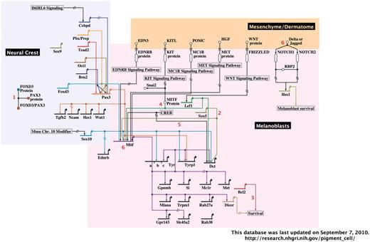 A representative image from the interactive, BioTapestry-generated Pigment Cell Gene Network. The portion of the network containing neural crest and melanoblasts with associated dermatome are shown. Red numbers represent interactive notes, which in the online network become visible by mouse-over. Regions included in the complete diagram are categorized by developmental stage/cell type, as follows: neural crest, melanoblasts and associated dermatome, follicular melanocyte stem cells, follicular/dermal melanocytes and associated keratinocytes and RPE.