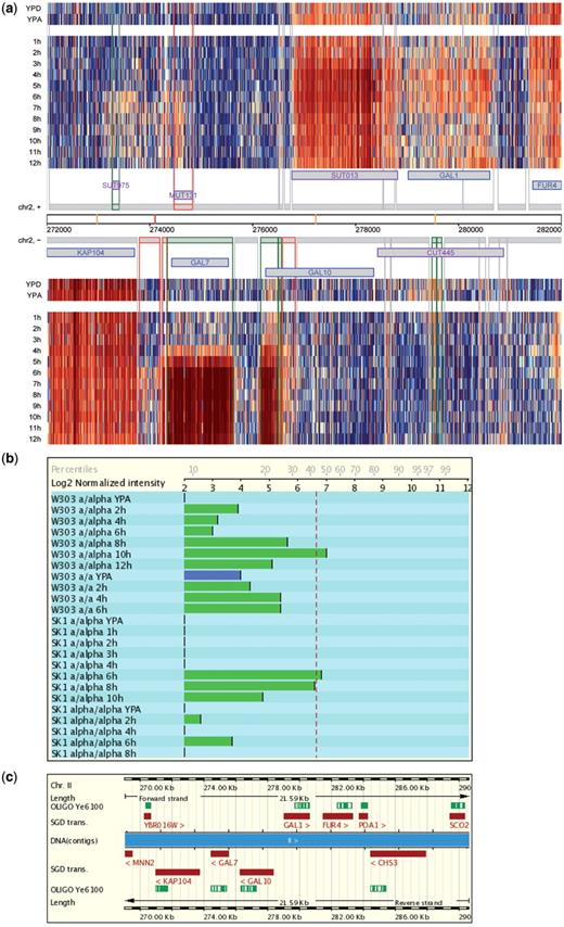 The Saccharomyces Genomics Viewer. (a) A heatmap summarizes the data for diploid MATa/α cells cultured in rich media (YPD and YPA) and sporulation medium (1–12 h). Data for the top (+) and bottom (−) strand of a region covering 10 000 bp including the GAL locus are shown as log2-transformed signals (blue and red indicating low and high values, respectively; the database report page contains a scale). Each column corresponds to an oligonucleotide probe on the tiling arrays and each line corresponds to a sample as indicated. Chromosomal co-ordinates are given. Protein coding genes are displayed in blue, and ncRNAs in purple. Transcripts are symbolized by grey boxes. Differentially expressed segments are given in green and meiosis-specific segments are shown in red. Vertical lines represent transcript boundaries. Vertical yellow and red bars represent known and predicted Middle Sporulation Element (MSE) transcription factor target motifs, respectively. (b) Graphical display of Ye6100 GeneChip expression data obtained for CDC10 in two diploid MATa/α wild-type strains (W303 and SK1) cultured in YPA and sporulation medium (W303 2, 4, 6, 8, 10, 12 h; SK1 1, 2, 3, 4, 6, 8, 10 h) as compared to sporulation-deficient controls (W303 MATa/a and SK1 MATα/α) cultured in YPA and sporulation medium (W303 2, 4, 6 h; SK1 2, 4, 6, 8 h). YPA samples are given in blue. The dotted red line represents the empirical expression-cutoff as published in (30). Log2-transformed signals and percentiles are indicated on the x-axis. (c) The GAL10 locus is shown in its genomic context and the target sequence covered by the oligonucleotide probe set present on Ye6100 is given in green (OLIGO Ye6100).