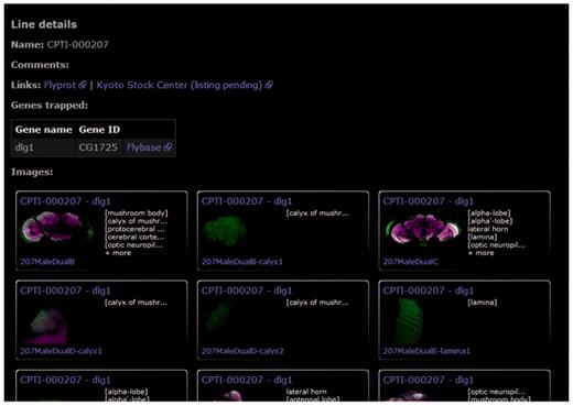 The protein trap line details page provides a summary of all images in the database along with links to FlyProt, for information on other anatomical regions, the Kyoto Stock Center and to FlyBase for further information on the trapped protein. This figure shows the line summary page for dlg1.
