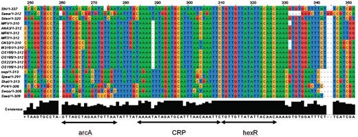 The alignment of a conserved regulatory locus in the Shewanella genomes in the intergenic region between hexR and zwf genes. The locus is located from −56 to −103 nc upstream of zwf and has three adjacent binding sites for ArcA, HexR and Crp, respectively. The Crp binding site (TAAAAATAGATGCATTTAACAAATTC) was extracted from ShewRegDB. It was predicted by TractorDB (24). The HexR binding site is identified by similarity to HexR binding site consensus in Pseudomonas species (60, 61). The HexR binding site in Shewanella perfectly matches the Pseudomonas aeruginosa binding site (TGTTGTttaattACtACA) with the same location (−71 nt 5′ of the transcriptional start site of zwf (59). Binding of HexR to this binding site in P. aeruginosa was experimentally confirmed by gel shift assays. The HexR binding site in Shewanella has a perfect consensus TGTTGTTATATTACAACA across the species. The alignment also indicates that in Shewanella spp. the HexR binding site overlaps the Crp binding site. Thus, in some growth conditions, the ED pathway may be activated by Crp, but HexR binding to the site can prevent the pathway activation. In the Crp(−) mutant, hexR is downregulated and releases the ED operon for activation by other transcription factors, like ArcA, for example. One of the binding sites for the two-component response regulator ArcA is demonstrated with the consensus (5′-GTTAgctagAATGTTA-3′).