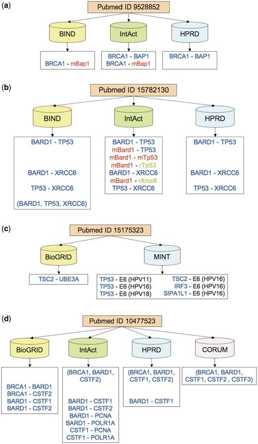Examples of citation discrepancies. Protein colors indicate the organism (human in blue, mouse in red, rat in green). Prefixes ‘m’ and ‘r’ indicate mouse and rat, respectively. Matching pairwise interactions are aligned horizontally across databases. (a) In a study involving BRCA1 (breast cancer 1) protein, its interactor BAP1 (BRCA1 associated protein-1) is attributed to either human (by HPRD), or mouse (by BIND), or both (by IntAct). BIND and HPRD are in complete disagreement on interactions. (b) Three databases annotate a study involving TP53 (tumor protein p53), BARD1 (BRCA1 associated RING domain 1) and XRCC6 (X-ray repair complementing defective repair in Chinese hamster cells 6). BIND and HPRD record only human interactions, whereas IntAct also records PPI versions involving mouse and rat orthologs. BIND additionally annotates a human complex involving all three proteins. (c) Citing an article on insulin-pathway interference, MINT records interactions between human-papillomavirus (HPV) oncoprotein E6, which in implicated in cervical cancer, and several human proteins, including tumor suppressors TP53 and TSC2. In contrast, BioGRID cites the same study to support only one interaction, between TSC2 and a human ubiquitin protein ligase UBE3A related to the neuro-genetic Angelman syndrome. (d) Four databases record interactions between BRCA1, BARD1 and several cleavage stimulation factors (CSTF, subunits 1–3). All databases except BioGRID record a protein complex but disagree on its precise membership. All except CORUM also record various pairwise interactions of the type ‘physical association’ among BRCA1, BARD1 and CSTF1-2. In addition, IntAct records interactions with two additional proteins, PCNA and POLR1A. CORUM is in complete disagreement on interactions with the other three databases but in high agreement on the proteins involved.