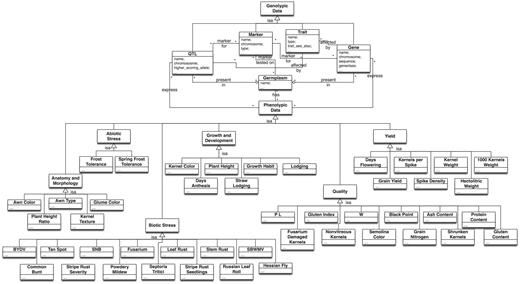 The schema of the CEREALAB database integrated ontology.