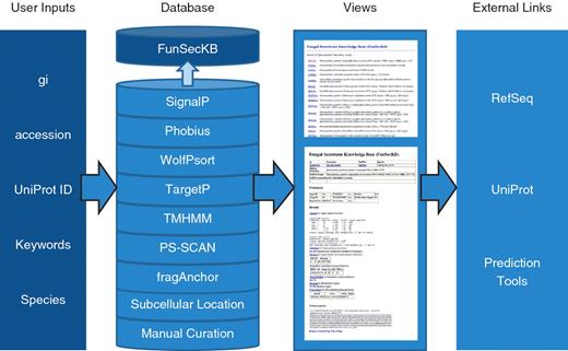 Overview of FunSecKB. To search the database users can enter NCBI RefSeq gi or accession number, UniProt accession number, keywords or species. The database consists of information generated using seven prediction tools and subcellular location annotated in UniProtKB and our own manual curation. Users can browse through the results using the web user-interface. Links to external databases and resources are also provided for further exploration. Whole secretome sequences can be downloaded and BLAST utility can be accessed from the database interface.