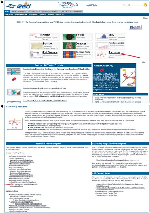 Shows a partial view of RGD's home page with the main entry points, video tutorials, rotating banner and the Latest News sections, with an arrow pointing to the Pathways entry (A) and the top portion of RGD's Pathway Resource page the Pathway entry brings, housing the interactive pathway diagram pages and pathway suites and physiological pathway diagrams with an arrow pointing to the ‘testosterone biosynthetic pathway’ (B).
