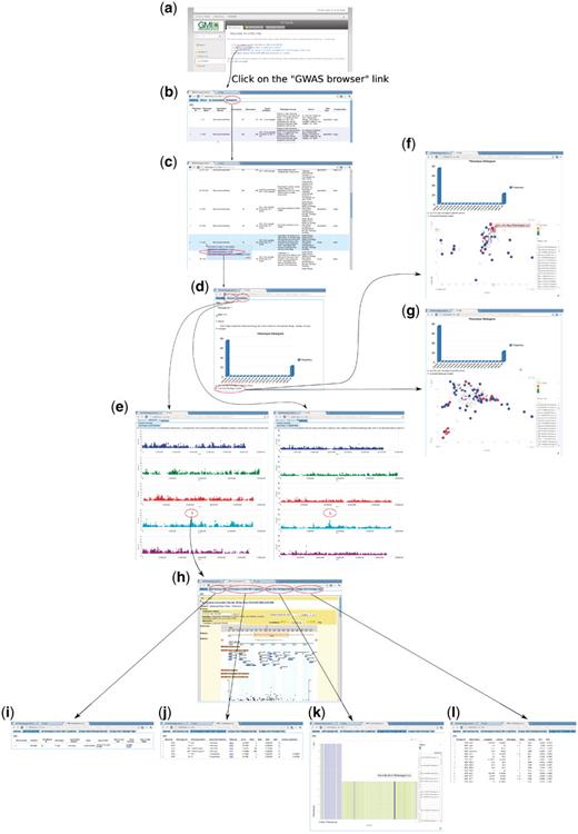 Forward genetics example. The trait of interest is LES (lesioning), which measures the presence of necrotic spots in normal plant leaves. The quest for its underlying genetic cause starts from http://arabidopsis.usc.edu/ (a). Then the researcher finds the trait in the table containing all phenotypes (b and c). Clicking the GWA plot item in the popup menu leads to the phenotype page containing a histogram (d) and genome-wide association plots by two different analysis methods, one that corrects for population structure; the other that does not (e). By clicking the ‘Accession-Phenotype Explorer’ in the phenotype page (d), the user could also explore the geographic distribution of phenotype (f) or check whether the phenotype is confounded by population structure by changing the axis to principal components (g). In this case, there is no population structure confounding, confirmed by the concordance between results by two different analysis methods (e). Clicking the most significant SNP in the association plot (e) leads the user to the SNP page, which displays a zoom-in association plot under the default tab (h). Combined with this SNP’s summary information (i), it points out gene ACD6 as the likely causal locus. The researcher can then find out whether this locus is strongly associated with other phenotypes (j), visually inspect how the phenotype is correlated with two alleles (k), and find out which accession carries which allele to pick accessions for downstream analysis (l).