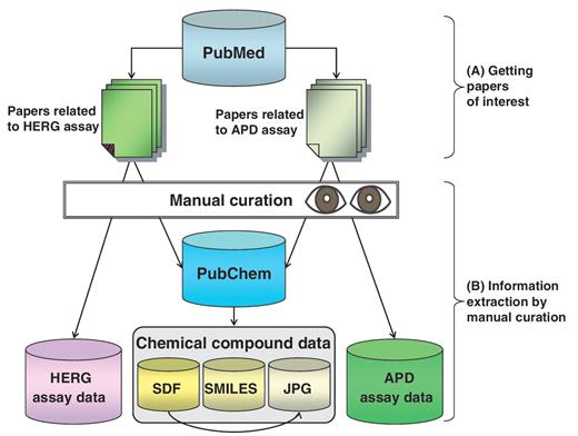 Overall method for hERGAPDbase data collection. (A) Two types of papers related to the hERG assay and the APD assay found in PubMed. (B) hERG assay data and APD assay data were extracted manually from scientific papers. The structural data of the chemical compounds (SDF; SMILES; and JPEG files) were obtained from PubChem.