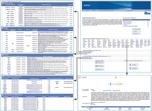 An overview of the RANKL pathway page in NetPath. RANKL pathway page in NetPath hosts the information on the number of molecules curated for RANKL pathway, statistics of the total number of molecules, link to RANKL pathway reactions and the list of genes which are differentially upregulated by RANKL/RANK pathway. Every molecule in the pathway page is linked to the corresponding NetPath molecule page which is further linked to Entrez gene, HPRD, OMIM and Swiss-Prot identifiers. The reaction page of the RANKL pathway contains the list of each type of reactions such as physical interactions, enzyme catalysis and transport with a brief description about the reactions with their PTM dependence or interacting regions/domains/motifs whenever it was available in literature. The list of curators and reviewers are provided in the RANKL pathway page with the details of the pathway authority. A comments tab is provided in the pathway page to invite the queries and suggestions from the community so as to update and improve RANKL pathway alike other pathways in NetPath.