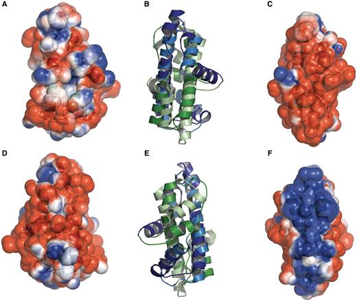 Histone-like folds in A. aeolicus and M. kandleri. Protein Aq_328 from the hyperthermophilic bacterium A. aeolicus (PDB:1R4V) and archaeal histone from M. kandleri (PDB:1F1E) have two histone like folds. These are colored as dark blue and dark green (for 1R4V) and light blue and light green (for 1F1E). The electrostatic surface potential ranges from +2 kTe−1 (blue) to −2 kTe−1(red). (A) and (D) the front and back views, respectively, of the electrostatic surface potential of Protein Aq_328. (B) and (E) superimposed structures of protein Aq_328 and the archaeal histone from M. kandleri. (C) and (F) the front and back views, respectively, of the electrostatic surface potential of the archaeal histone from M. kandleri. The figures were generated with PyMOL (49) and the APBS plug-in for PyMOL (50).