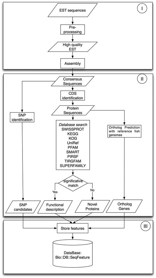 EST workflow: Phase I is preprocessing and assembly; Phase II, sequence annotation and characterization and Phase III, storage of biological information.