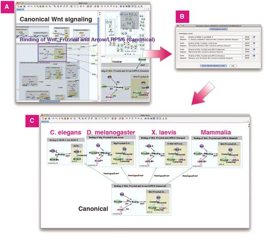 Homologous search in Wnt signaling. (A) Search homologous events of ‘Binding of Wnt, Frizzled and Arrow/LRP5/6 (Canonical)’ in Wnt signaling. (B) List of homologous events and its diagrams. (C) Homologous events in C.elegans, D.melanogaster, X.laevis and Mammalia can be pasted on same canvas for comparison.