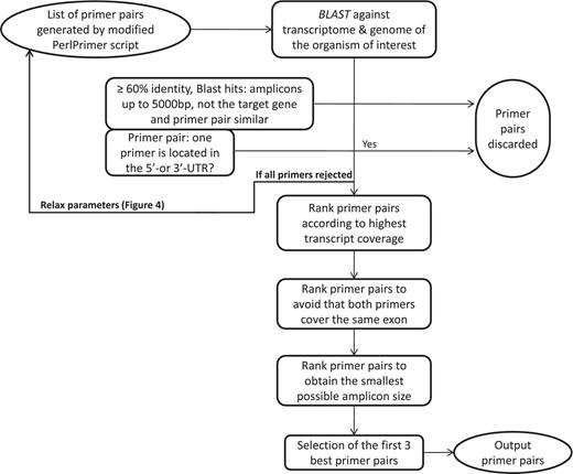 Workflow to select the best primer pairs. The selection of the best primer pairs is automated according to these hierarchical criteria. First, each primer pair is blasted and potentially discarded as described in the Figure and in the main text. Then, with the remaining primer pairs, pairs are discarded if at least one primer spans the 5′- or 3′-UTR. After these two stringent filtering steps, the remaining primers are ranked according to (i) highest transcript coverage, (ii) whether the primers are located within the same exon (not desirable) or not (desirable) and (iii) smallest amplicon size which has shown to be more optimal for qPCR efficiency and experimental variation (35).