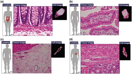 Examples of cells with the same names. Goblet cells of (a) large intestine and (b) small intestine; and fibroblasts of (c) esophageal submucosa and (d) pylorus.