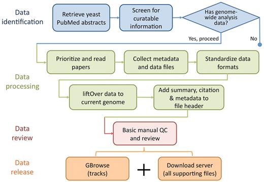 Flowchart showing the basic data identification, processing, review and release procedure performed by SGD biocurators (blue) and bioanalysts (some blue and all other colours). SGD biocurators perform the first 3 steps in blue as part of their regular literature triage, whereas SGD bioanalysts perform steps 2 and 3 in blue following the biocurators, with an eye for collectible data to integrate (all other colours).