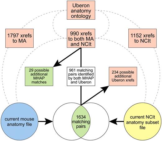 Summary of results from cross-analysis using Uberon xrefs.
