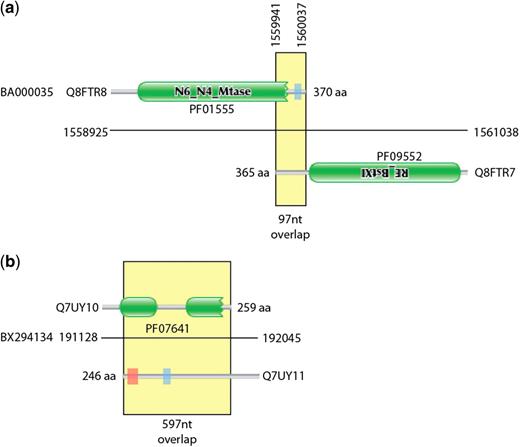 Graphical representation of exemplar overlapping and spurious proteins. (a) shows two proteins from the Corynebacterium efficiens genome that encode components of a restriction system. The C-termini of the two proteins overlap by 97 nt. (b) Two highly overlapping predicted proteins from the Rhodopirellula baltica genome coded on opposite strands of DNA. The Q7UY10 protein contains two Pfam DUF1596 domains. There is no evidence that these are true expressed proteins. Green boxes represent regions matched by Pfam families, the red shaded areas represent transmembrane domains predicted by Phobius (10) and the blue shaded areas represent regions of low complexity (11).