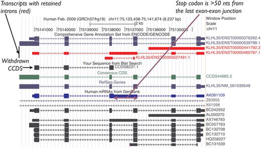 UCSC Genome Browser view of the human KLHL35 (kelch-like 35) gene. CCDS8237.1 was based on AK091109.1 (mRNA track, blue). This CCDS ID has now been withdrawn because a retained intron introduces a premature termination codon, rendering the transcript an NMD candidate. CCDS44685.2 representing the completely processed full-length variant remains valid for this gene.
