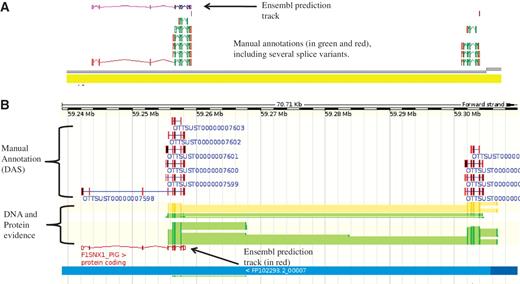 An example of manually annotated genes viewed in ZMap and also displayed as a DAS track in Ensembl. (A) ZMap view of copies of the REG3G gene in pig. The automated Ensembl track predicts one copy of the gene, whilst the manual annotation can resolve two copies in this section of the genome. (B) Ensembl view of the same region displaying the manual annotation DAS track.