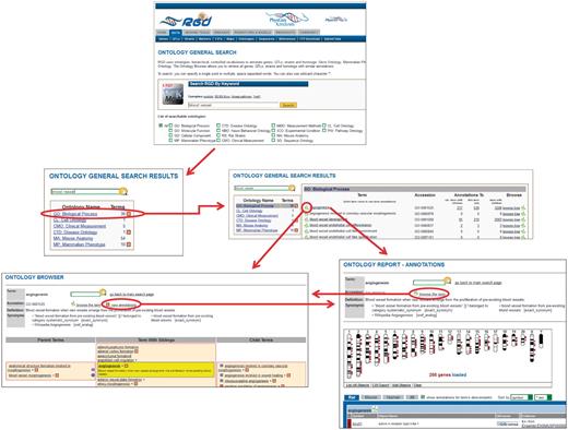 New ontology term search process at RGD. In this example, a search is done for ‘blood vessel’. From the ontologies returned, the user selects ‘GO: Biological Process’. From the terms returned, the user selects ‘angiogenesis’. Via convenient links the user has the option of viewing the term in the ontology browser or viewing the annotations for the term on the ontology report page. The user also has the option of following a link from the browser to the annotations or the reverse.