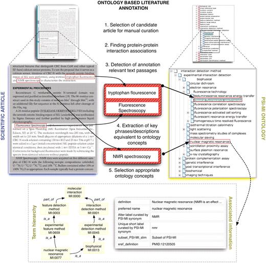 This figure shows schematically how protein interaction data is annotated and/or marked up using ontologies. Systems such as MyMiner (myminer.armi.monash.edu.au/links.php), have been used for text labeling and highlighting purposes in the context of the BioCreative competition. The main steps illustrated in this figure have been addressed in the BioCreative challenges. Finding associations between textual expressions referring to experimental techniques used to characterize protein interactions and their equivalent concepts in the MI ontology is cumbersome in some cases when deep domain inference is required. Experienced curators are able to quickly navigate the term hierarchy to find the appropriate terms while novice annotators often need to search the ontology using method keywords as queries and consult associated descriptive information for potential candidate terms.
