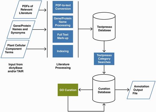 Pipeline for Textpresso for Cellular Component Curation for dictyBase and TAIR. PDFs of publications included in the dictyBase and TAIR curation corpora and files of Dictyostelium and Arabidopsis gene and protein names and synonyms are uploaded to a Textpresso server at Caltech. PDFs are converted to text; gene and protein names and synonyms are processed to include variants (e.g. upper- and lower-case versions), and organism-specific terms are added to the Textpresso cellular component ontology. Full text is then marked up using the new categories. Four- and five-category searches are performed on the full text and results formatted and stored for use in the curation database. Using a Web-based curation form, curators make annotations that are subsequently stored in the curation database and available for export as annotation files.