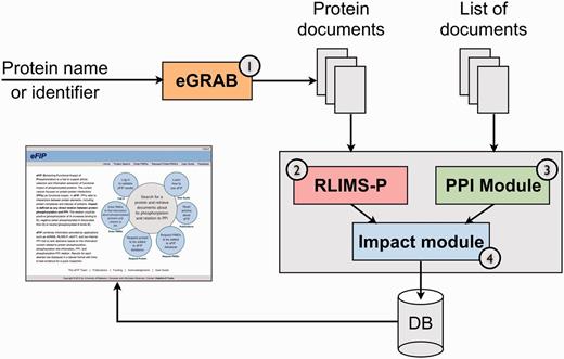 The eFIP text mining system overview. The pipeline consists of four components to process: (1) retrieval of all documents relevant to a given protein (eGRAB), (2) extraction of phosphorylation mentions (kinase, substrate and site) in these documents (RLIMS-P), (3) extraction of PPI mentions (protein interactants and type of interaction) (PPI module) and (4) detection of phosphorylation-interaction relations (impact module).