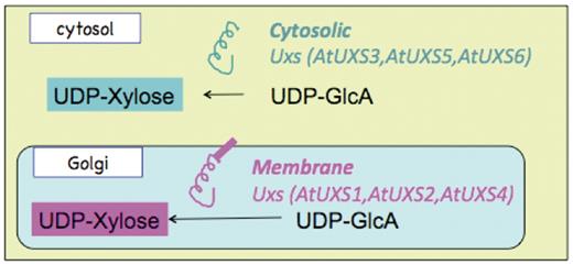 Schematic representation of the sub-cellular localization and catalytic domain orientation of cytosolic and Golgi Arabidopsis UDP-xylose synthase enzyme isoforms.