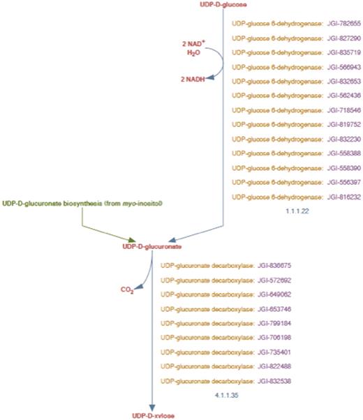UDP-d-xylose biosynthesis pathway representation in PoplarCyc 1.0. Note that the pathway does not distinguish cytosolic reaction with EC # 4.1.1.35 from the corresponding reaction catalyzed by membrane-bound and Golgi-localized enzymes.