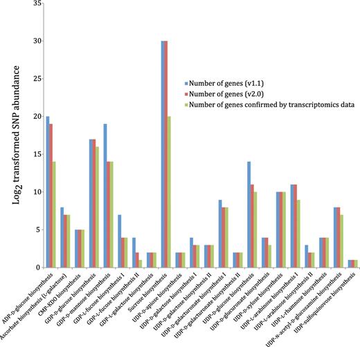 Nucleotide-sugar biosynthetic genes expressed in xylem tissue from 20 different Populus trees with different wood properties. Log2 transformed SNP abundance data for individual Populus nucleotide-sugar biosynthetic genes are overlaid with the curated nucleotide-sugar biosynthetic pathways in the prototype Populus PGDB. Genes that exhibit at least one SNP are considered expressed, whereas the status of genes lacking SNPs cannot be ascertained. UDP-L-arabinose synthesis I (from UDP-D-xylose, catalyzed by UDP-arabinose 4-epimerase) is currently represented in the PGDB as occurring in the cytosol and two different organelles—ER and Golgi, based on sequence analyses of UDP-arabinose 4-epimerase isoforms. The localization of any UDP-arabinose 4-epimerase isoform to the ER is yet to be validated by experimental data.