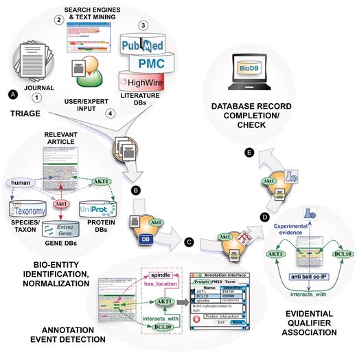 Text mining and the biocuration workflow: main tasks of a canonical annotation workflow, including (A) triage, (B) bio-entity identification and normalization, (C) annotation event detection, (D) evidential qualifier association and (E) database record completion.