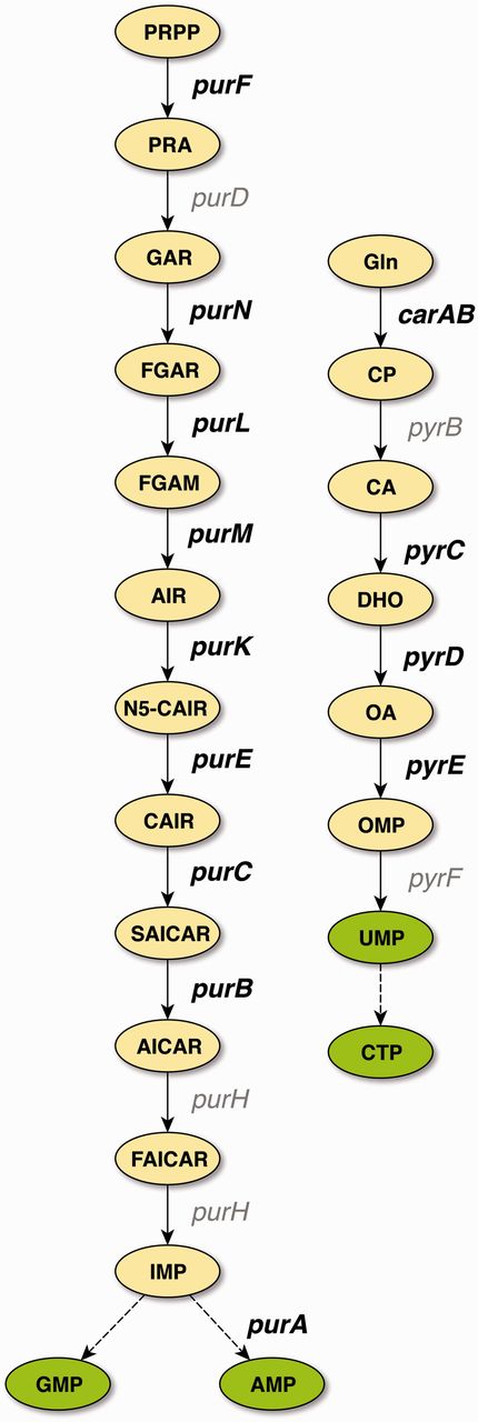 De novo pathways of purine and pyrimidine synthesis in E. coli. PurR is the master regulator for purine (left) and pyrimidine (right) de novo biosynthesis. Genes that carry binding sites that have been cross-validated to confirmed evidence are shown in bold. With the exception of glyA (not shown), all genes that carry binding sites supported by confirmed evidence belong to these two central pathways of nucleotide biosynthesis. Abbreviations: PRPP, 5-phosphoribosyl-1-diphosphate; PRA, 5-phosphoribosylamine; GAR, 5′-phosphoribosyl-1-glycinamide; FGAR, 5′-phosphoribosyl-N-formylglycinamide; FGAM, 5′-phosphoribosyl-N-formylglycinamidine; AIR, 5′-phosphoribosyl-5-aminoimidazole; N5-CAIR, 5′-phosphoribosyl-5-aminoimidazole-N-5-carboxylate; CAIR, 5′-phosphoribosyl-5-aminoimidazole-4-carboxylate; SAICAR, 5′-phosphoribosyl-4-(N-succinocarboxamide)-5-aminoimidazole; AICAR, 5′-phosphoribosyl-4-carboxamide-5-aminoimidazole; FAICAR, 5′-phosphoribosyl-4-carboxamide-5-formamidoimidazole; IMP, inosine 5′-monophosphate; AMP, adenosine 5′-monophosphate; GMP, guanosine 5′-monophosphate; Gln, glutamine; CP, carbamoyl phosphate; CA, carbamoyl aspartate; DHO, dihydroorotate; OA, orotate; OMP, orotidine 5′-monophosphate; UMP, uridine 5(-monophosphate; CTP, cytidine 5(-triphosphate.