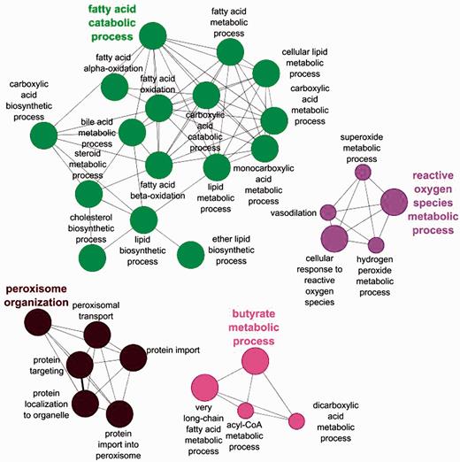 Biological process GO enrichment of 88 human peroxisome proteins before the focused manual peroxisome protein annotation effort. The circles represent enriched GO terms. The size of circle is proportional to the number of proteins containing the biological process term.