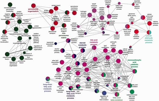 Biological process GO enrichment of 88 human peroxisome proteins after the focused manual peroxisome protein annotation effort. The circles represent enriched GO terms. The size of circle is proportional to the number of proteins containing the biological process term. Circles with different colours represent proteins that contain an intersection of GO terms.