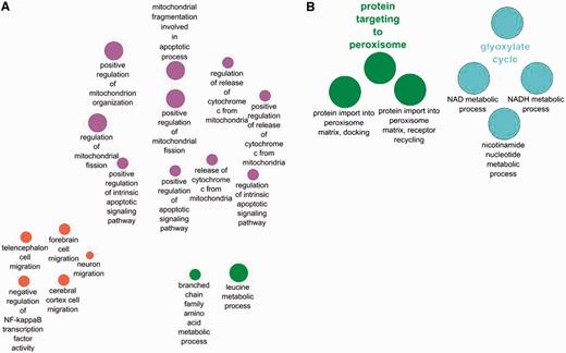 Comparison between biological processes enriched only in human peroxisome proteins (A) and those enriched only in the yeast peroxisomal protein set (B).
