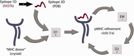 Flowchart of the D1-EM-D2 approach. The structure of a given pMHC complex not yet determined by experimental methods can be modelled through the sequential use of Docking–Energy Minimization–Docking (D1-EM-D2). The linear amino acid sequence of this peptide can be used as input for a PyMOL script (a) that generates a coordinate file (PDB) of the target epitope, fitting this backbone conformation to an allele-specific pattern. A reference crystal structure with the MHC of interest is used as an ‘MHC donor’, removing the epitope from its cleft. The ‘MHC donor’ and the ‘Epitope 3D’ are used as input for a molecular docking with Autodock Vina (b), generating a new pMHC. In this step, only the side chains of the epitope remain flexible, whereas the epitope backbone and the entire MHC structure will be kept rigid. To adjust the MHC cleft to this new epitope, an energy minimization (EM) step of the complete pMHC complex is performed with Gromacs package (c), followed by a second docking (D2) (d), which will generate the optimized final structure of the desired pMHC complex.