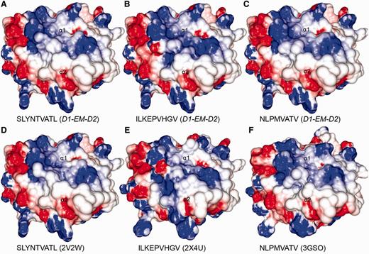 Comparison between modelled pMHCs and crystal structures. Three complexes obtained through D1-EM-D2 approach (A–C) were compared with crystal structures presenting the same epitopes in the context of the same human MHC allele (D–F). These crystal structures were included in the CrossTope DB under the IDs A0201_0095, A0201_0101 and A0201_0102, respectively. The modelled structures are similar to the reference crystal structure, especially regarding the charges distribution pattern over the TCR-interacting surface. Minor topology differences, mainly in side chain orientations, are observed because of random differences in the crystallization process. The 2V2W crystal was used as ‘MHC donor’ to build the three modelled complexes.