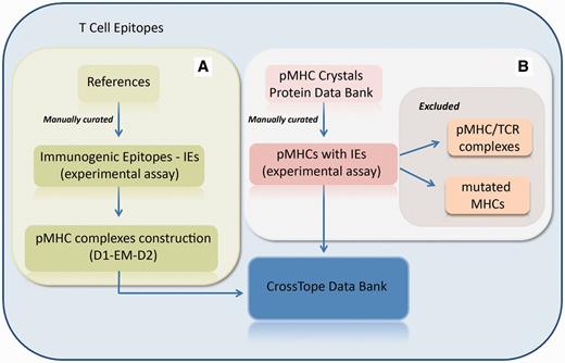 Flowchart of the inclusion of new complexes. (A) New pMHC complexes are continuously included through manual curation of updated literature, searching for immunogenic epitopes that will pass through our modelling process (D1-EM-D2). (B) Structural databanks are continuously searched for pMHCs carrying immunogenic epitopes. In this process, pMHC/TCR complexes and complexes presenting mutations on MHC α-chain are excluded. When the search recovers two structures from the same pMHC (considered as redundant structures), only the best resolution structure is included in CrossTope database.