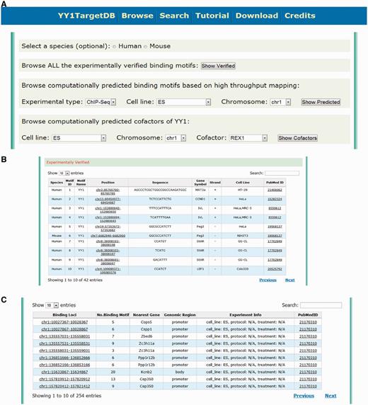 Screen shot depicting the browsing interface. (A) Web interface for browsing the experimentally verified or computationally predicted YY1-binding motif. (B) Tabulated presentation for experimentally verified YY1-binding motifs. A hyperlink was implemented for further data visualization. (C) Tabulated presentation for identified YY1-binding loci. A hyperlink was implemented for further visualization of computationally predicted YY1-binding motifs under each locus.