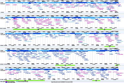 Feature map of the gorilla MHC, modified from the VEGA browser (release 50, December 2012). Each locus is labelled with a name, coloured according to type (see legend at bottom) and with indication of orientation (angle bracket before or after the name) and position within the region. The tiling path of the sequenced BACs is shown at the top of each panel (labelled contigs), with clones in alternating dark and light blue and, space permitting, with accession numbers. At the top and bottom of each panel, a size scale is shown. The regions highlighted in Figure 2 are marked with green bars at the bottom of a panel and labelled with the figure section identifier.