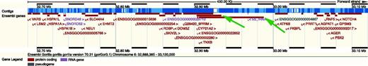 ENSEMBL browser view (release 70, January 2013) of the RCCX cluster and flanking regions of the genome of ‘Kamilah’ (whole-genome shotgun gorilla sequence) showing assembly gaps (white between the blue contigs) and gene models straddling assembly gaps and merging separate fragmented loci (green arrows). See Figure 1 legend for description of features.