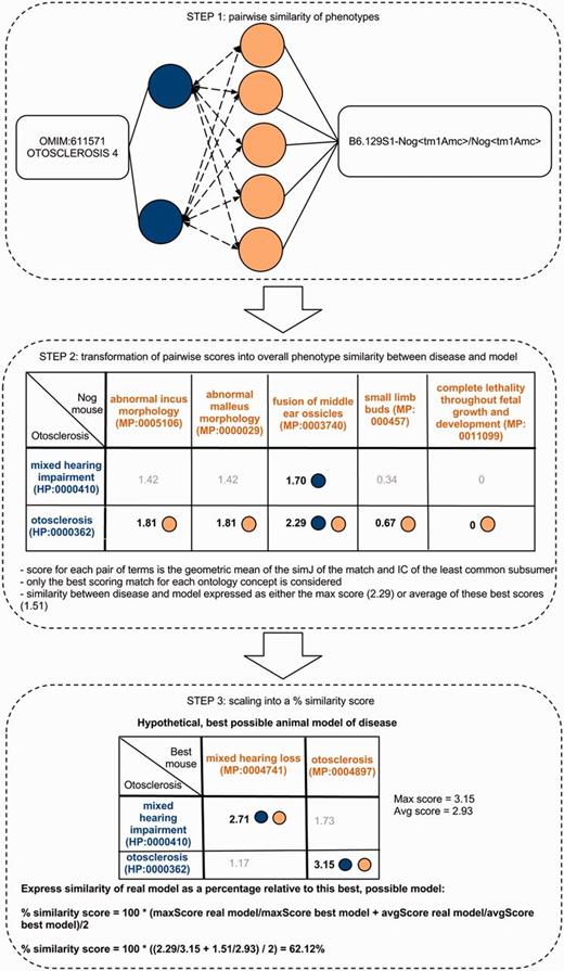 Determining the phenotype similarity of two entities, e.g. a mouse model and a disease, is a three-step process in our method. The first step is the alignment of ontology concepts based on OWLSim and assigning scores to individual pairs of ontology concepts as illustrated in the top panel of this figure. In a second step, the best scoring matches for each of the annotated ontology concepts are identified and the overall phenotype similarity score described as either the maximum or mean of these scores. In a third step, we scale these two measures relative to their maximum possible values and calculate a single combined percentage score.