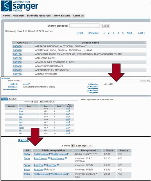 To efficiently browse the obtained prioritisation results, a web interface was developed. As illustrated here, the interface allows the user to browse by and search for diseases and obtain all prioritized models sorted according to species and genes. Genes can then be expanded to models and even to the level of phenotype descriptions to show on what basis the match occured.