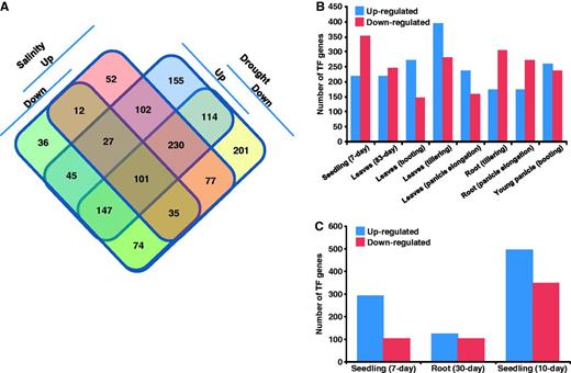 Stress-responsive gene expression of rice TFs. (A) Venn diagram showing the number of genes up- and/or down-regulated under drought and/or salinity stress conditions. (B) Number of TF genes up- and down-regulated in different tissues/developmental stages under drought stress. (C) Number of TF genes up- and down-regulated in different tissues under salinity stress.
