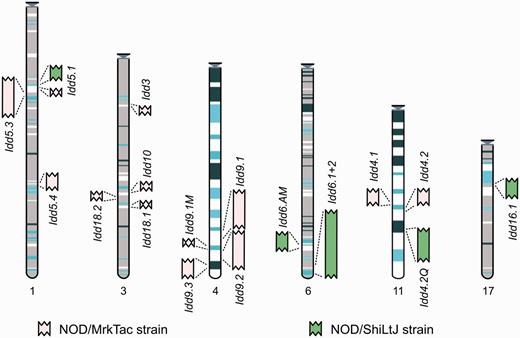 Entry point to the Idd regions in Vega. The regions are represented graphically and shown in the relative position they are found in the C57BL/6J genome. Each region links through to a regional summary. The MHC annotation will be available in the resource by mid-2013.