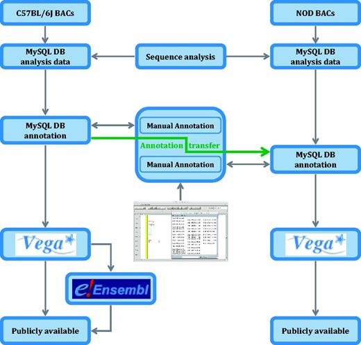 Analysis pipeline for the NOD mouse project. C57BL/6J genomic sequence in Idd regions is annotated before an annotation transfer using exonerate, shown here by the orange arrow. Transcript objects are then manually inspected again in the NOD mouse and further manual annotation carried out where appropriate. Unlike the C57BL/6J annotation, the NOD mouse annotation is only available in Vega.